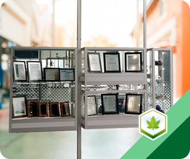 Cannabis suspended showcase